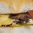 Smash burgers exóticas, elige tu próxima tentación - Carnes Carrasquilla
